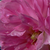 Roz - alb - Trandafiri vechi de gradină - Geschwinds Orden